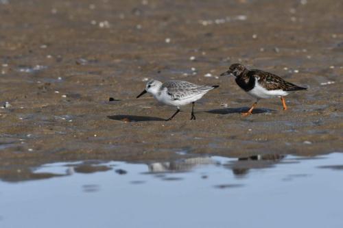 Bécasseau sanderling et Tournepierre à collier