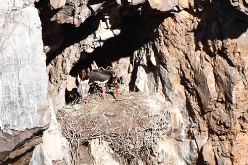 Cigognes noires à Salto del Gitano