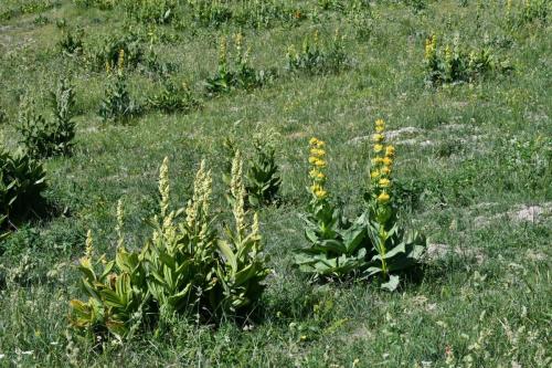 Vérâtre verdissant et Gentiane jaune