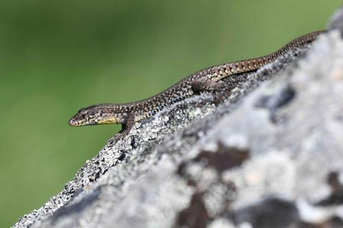Lézard des murailles
