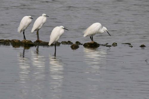 Aigrettes garzettes
