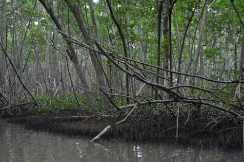 Palétuviers, mangrove de la baie de Génipa