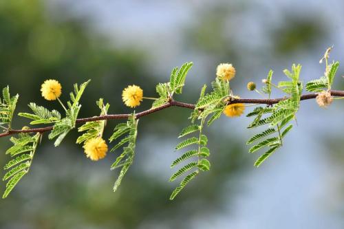 Acacia
