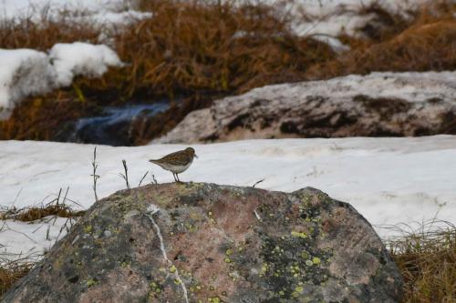 Bécasseau de Temminck