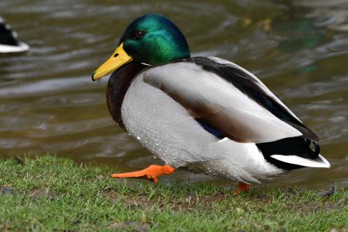 Canard colvert