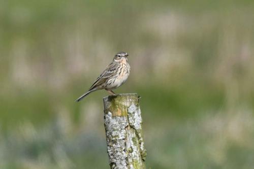 Pipit farlouse