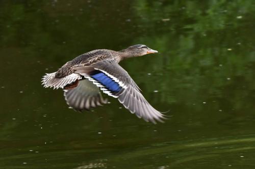 Canard colvert