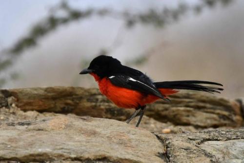 Gonolek rouge et noir