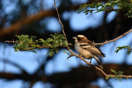 Mahali à sourcils blancs