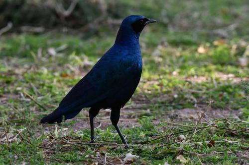 Choucador de Burchell