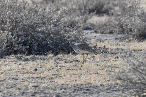 Outarde à miroir blanc (femelle)