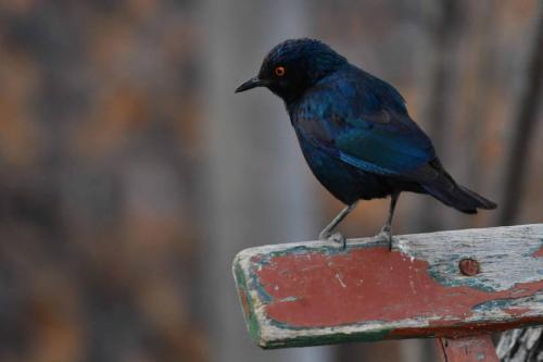 Choucador à épaulettes rouges
