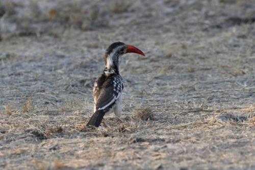 Calao d'Afrique du Sud