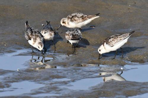 Bécasseaux sanderlings