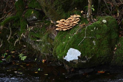 Pholiote écailleuse ?