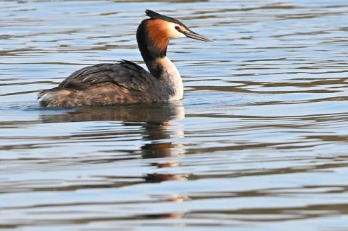 Grèbe huppé