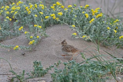 Cochevis huppé