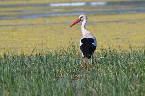Cigogne blanche