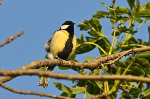 Mésange charbonnière