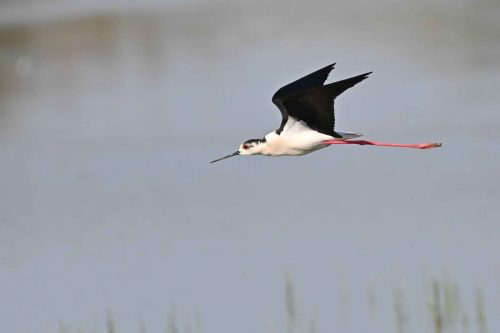 Echasse blanche
