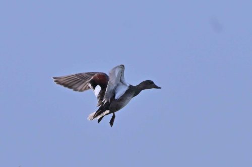 Canard chipeau