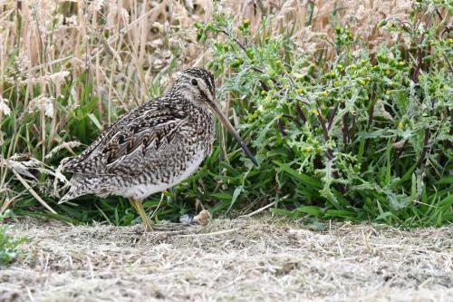 Bécassine de Magellan