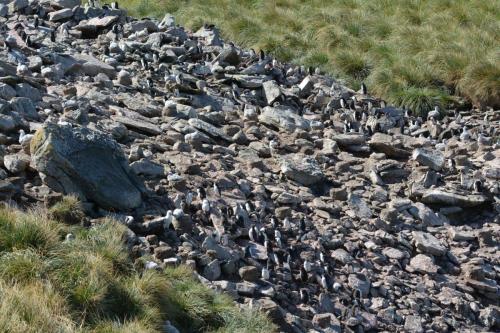 Une partie de la colonie de West Point
