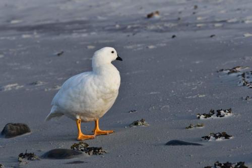 Ouette marine (mâle)