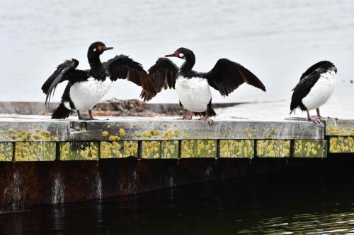 Cormoran de Magellan