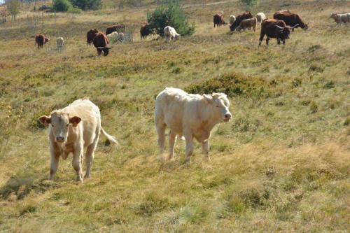 Vaches Salers au col du Béal 1387 m