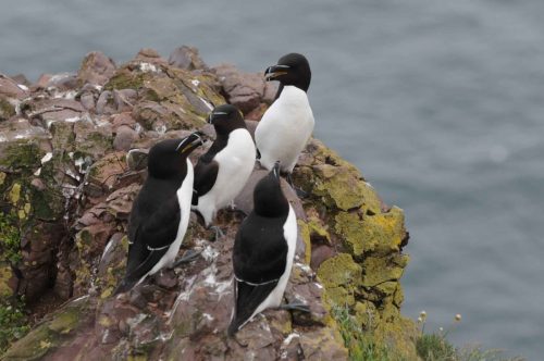 Pingouins tordas