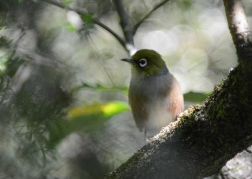 Zostérops à dos gris