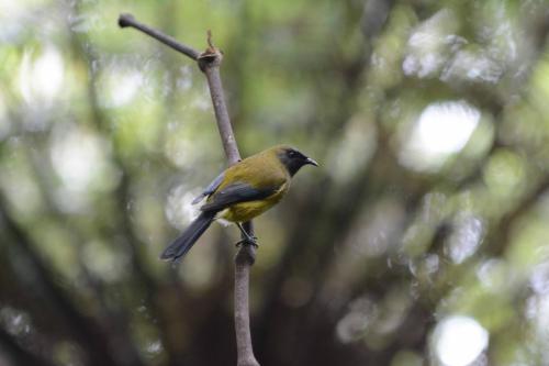 Méliphage carillonneur