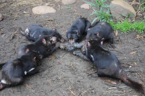 Parc animalier - Diables de Tasmanie