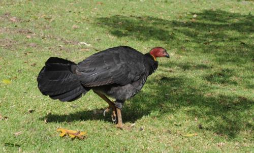 Talégalle de Latham