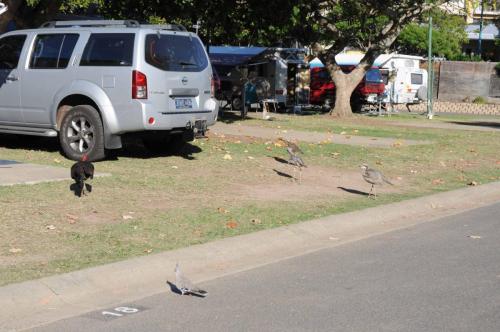 Ornitho dans le camping : oedicnèmes, dindon, Colombine longup