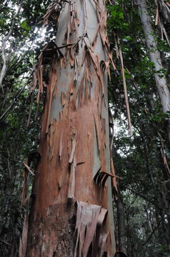 Eucalyptus perdant son écorce