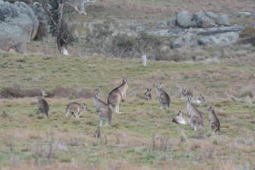 Kangourous