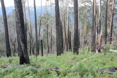 Le long de la route, nous voyons beaucoup d'eucalyptus brulés par des feux plus ou moins récents
