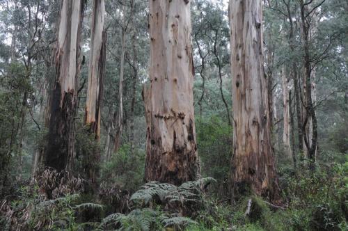 Parc national de Dandenong range