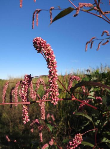Réserve de Great Meadows