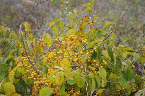 Sachuest Point (Rhode Island)