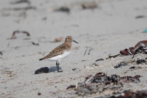Bécasseau sanderling