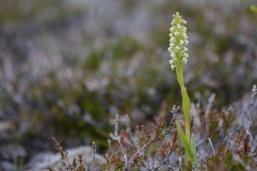 Northern green orchid
