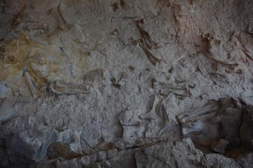 Os de dinosaures fossilisés