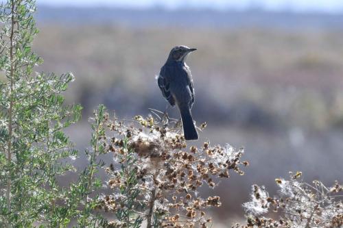 Moqueur des armoises