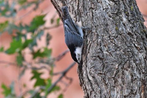 Sittelle à poitrine blanche