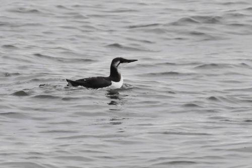 Guillemot de Troïl
