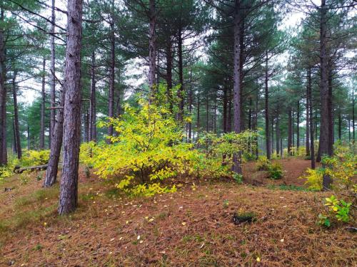 Forêt de Wester Duinen