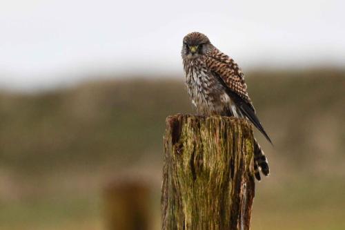 Faucon crécerelle (femelle)